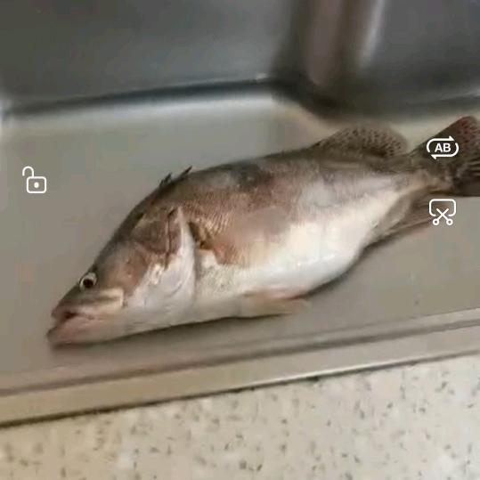 猛龙过江