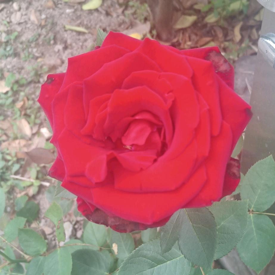 陌上花开