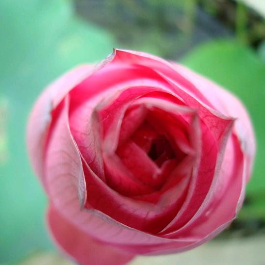 开心快乐每一天🌺🌺🌺