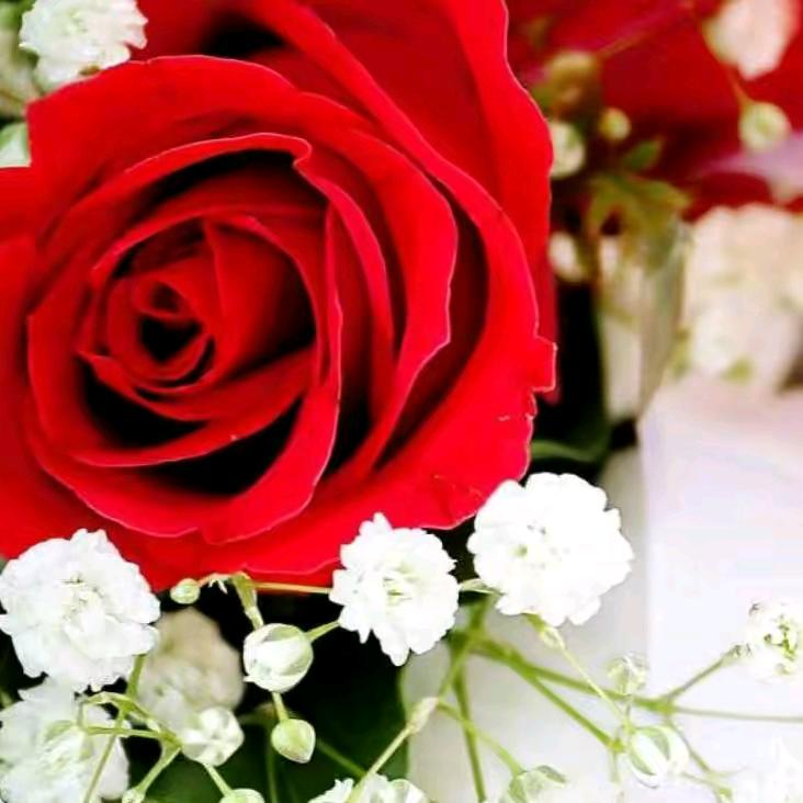明天更好🌹🌹