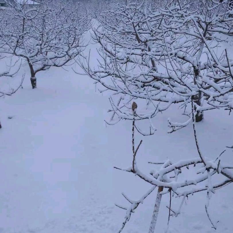 东北苹果采摘园