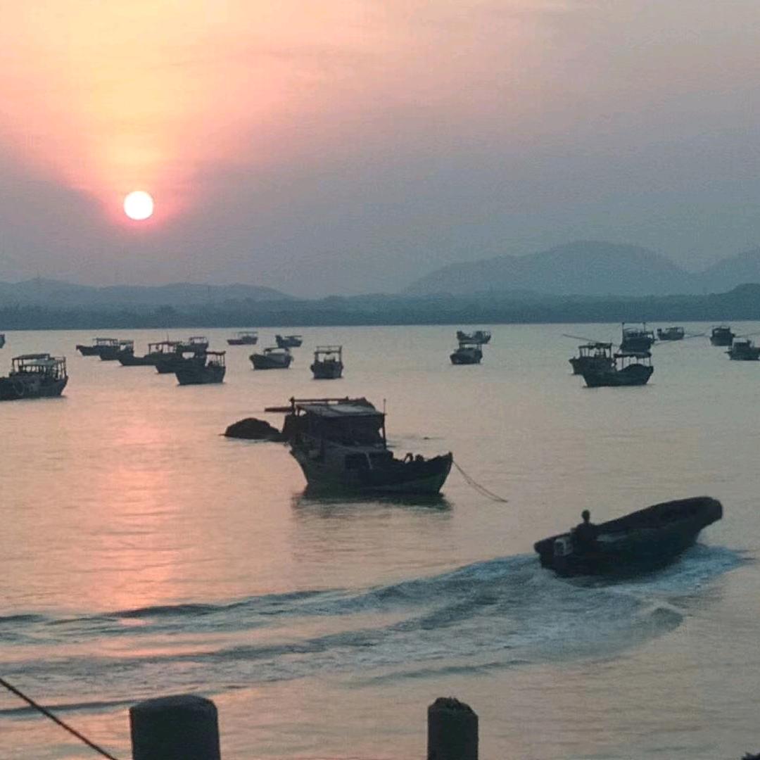 会游泳的海胆