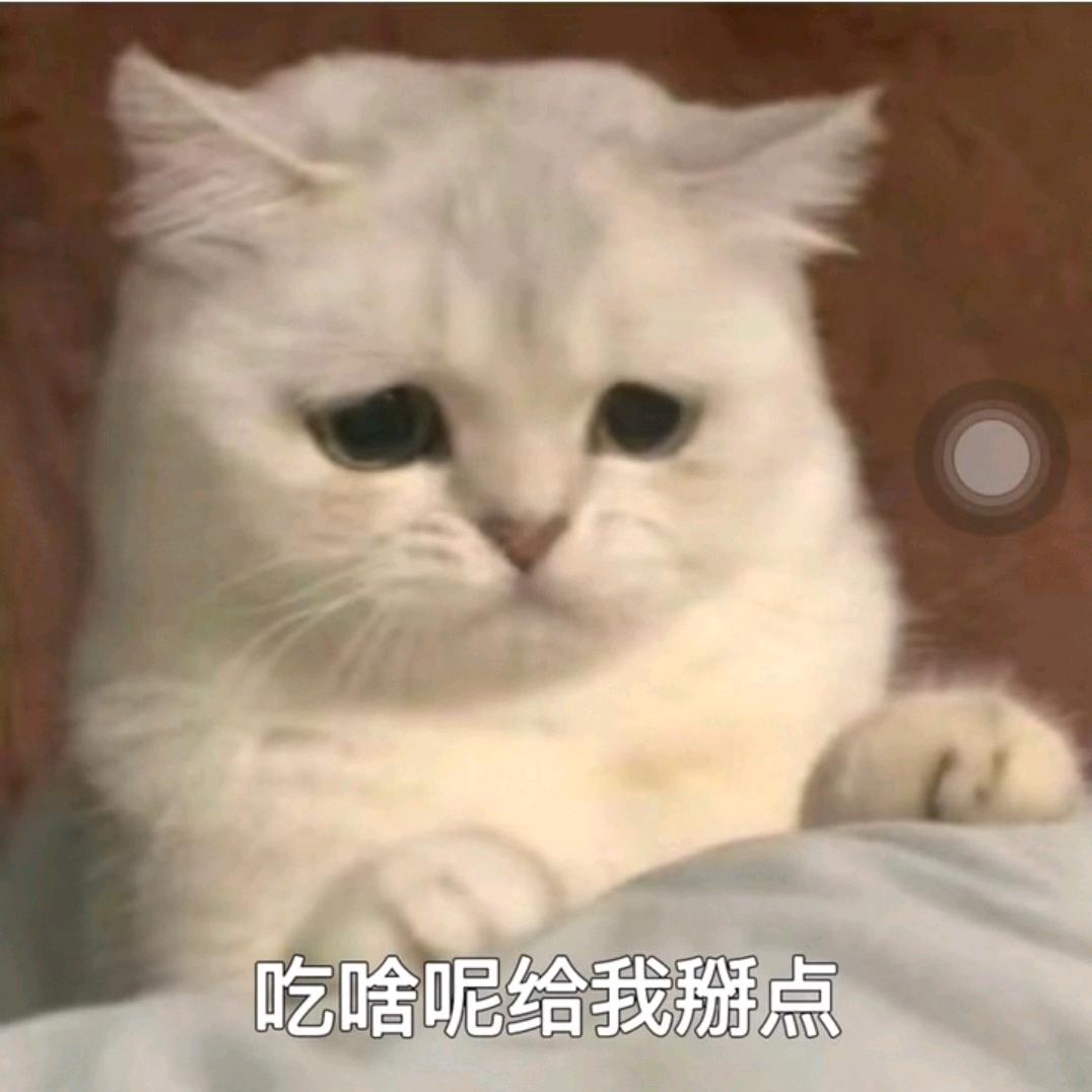 哈基鹏发大财