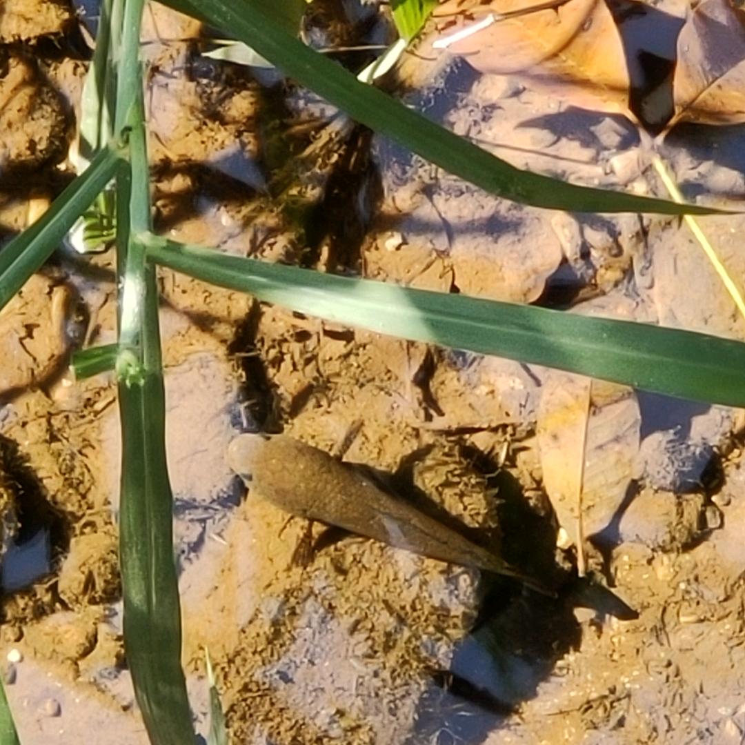 回醒河边