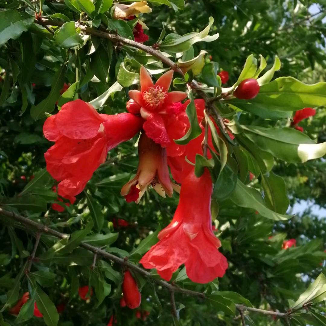 高氏舒服盲人按摩。