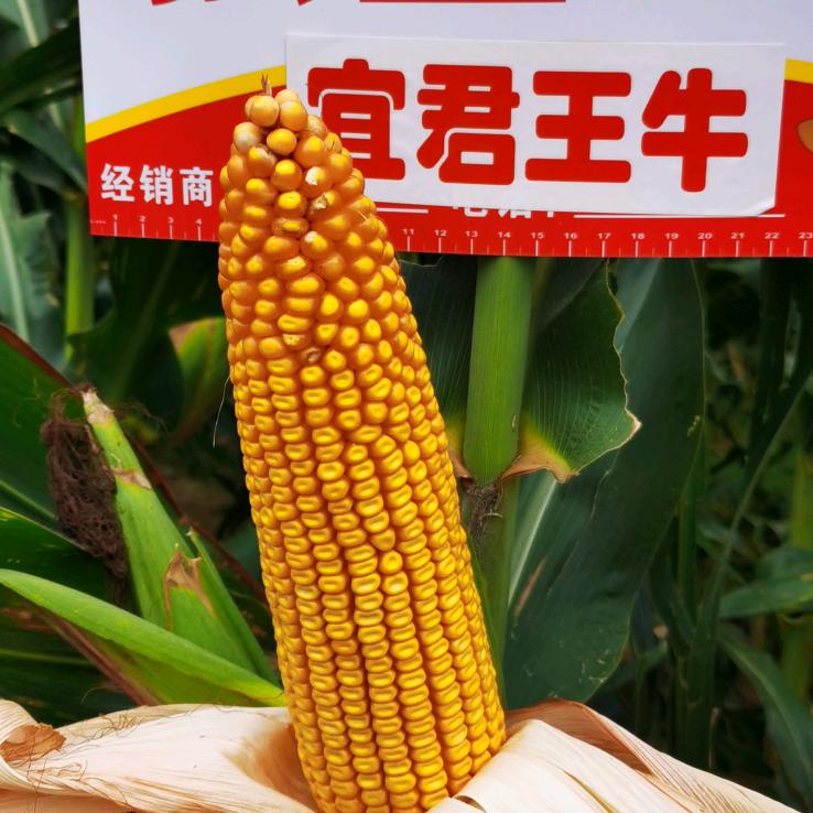 宜君王牛种子经销