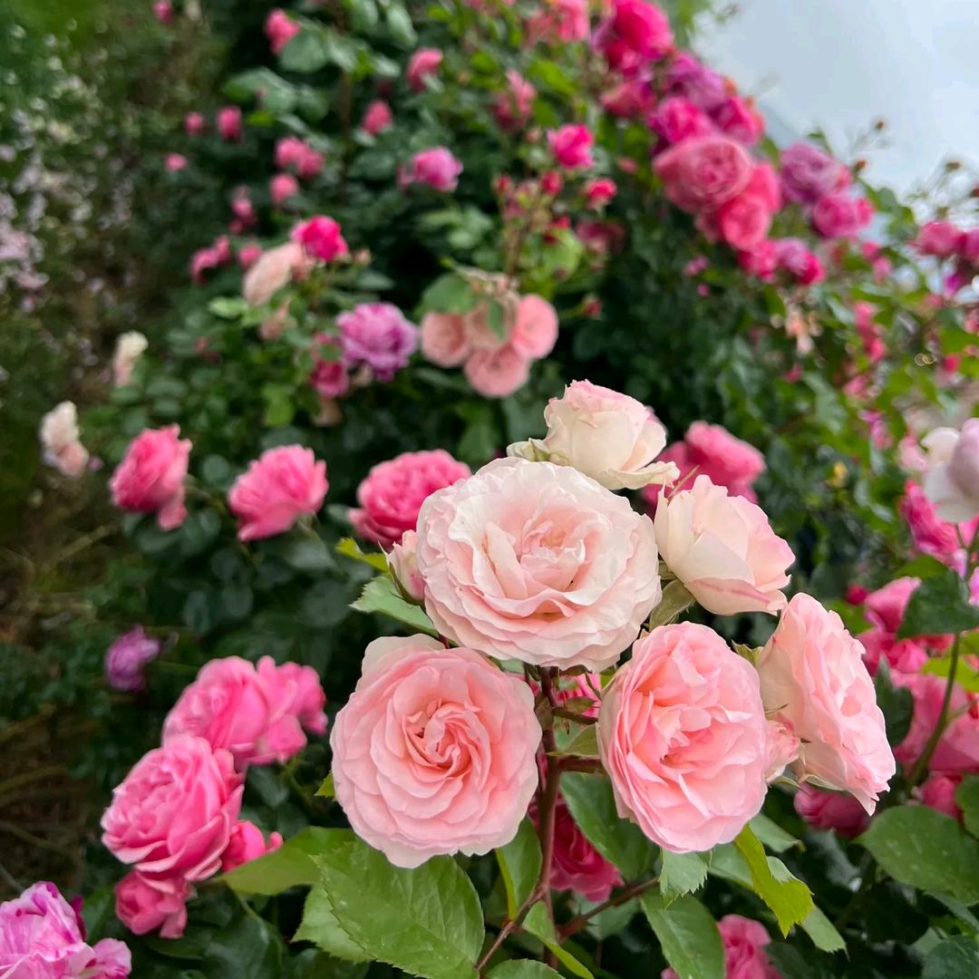 繁花似锦