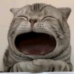 鸷翱