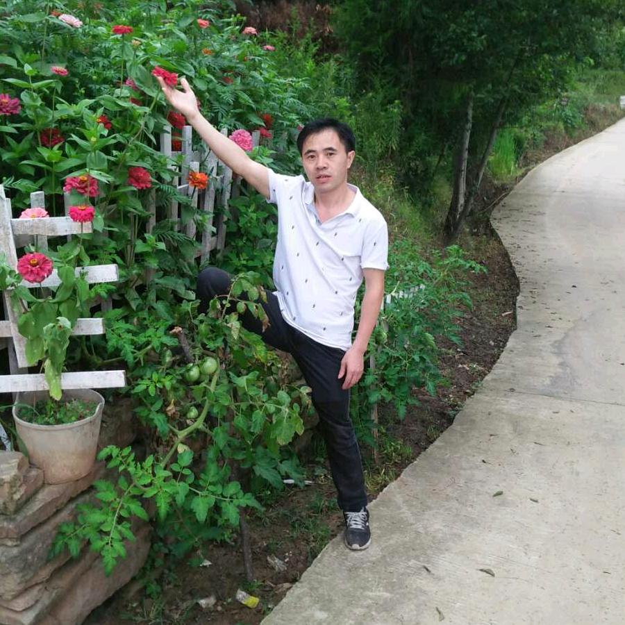 杨