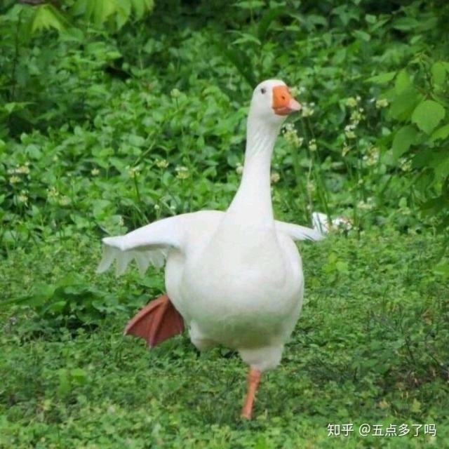 😁😁乐购乐😁😁【商品在橱窗】