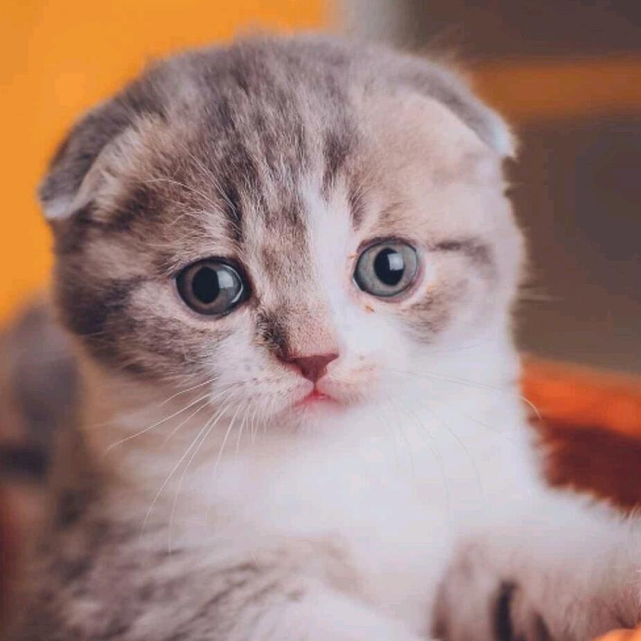 澈！
