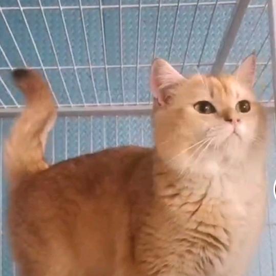 任丘《三月》萌宠猫