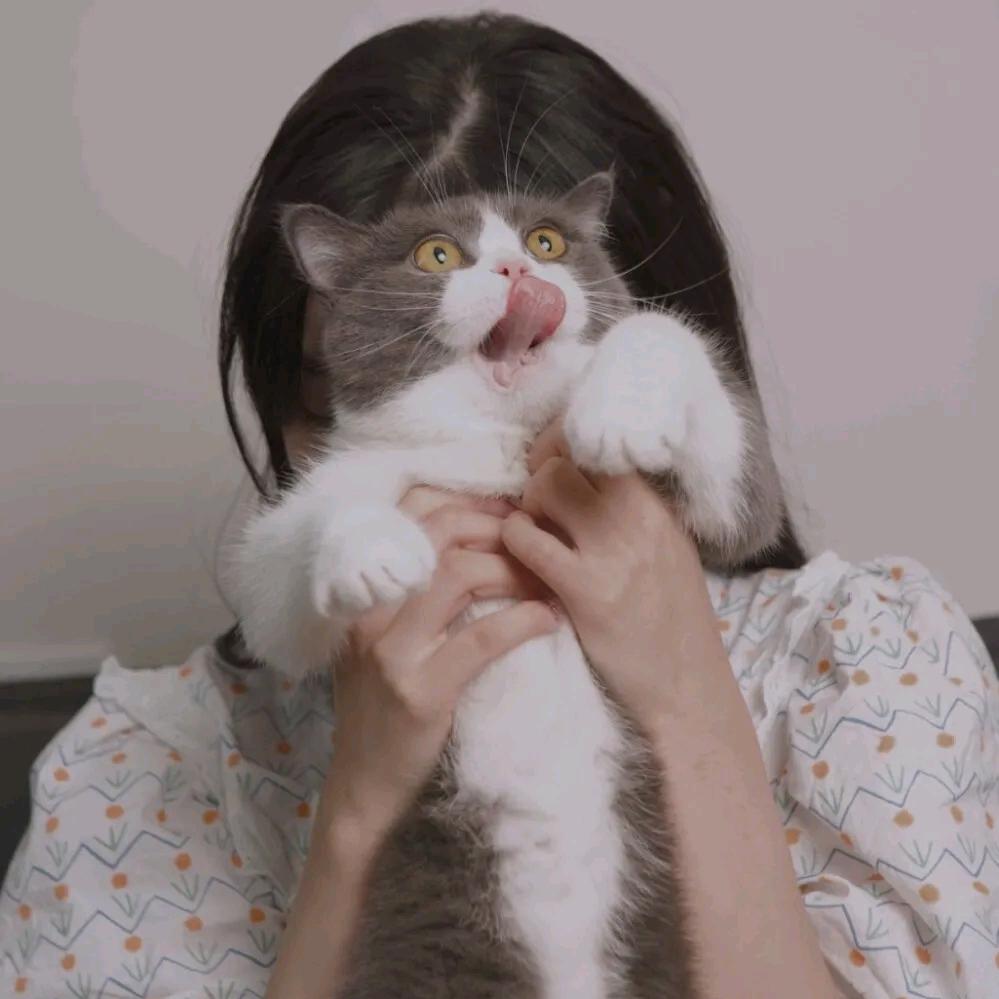 阿纲的狗