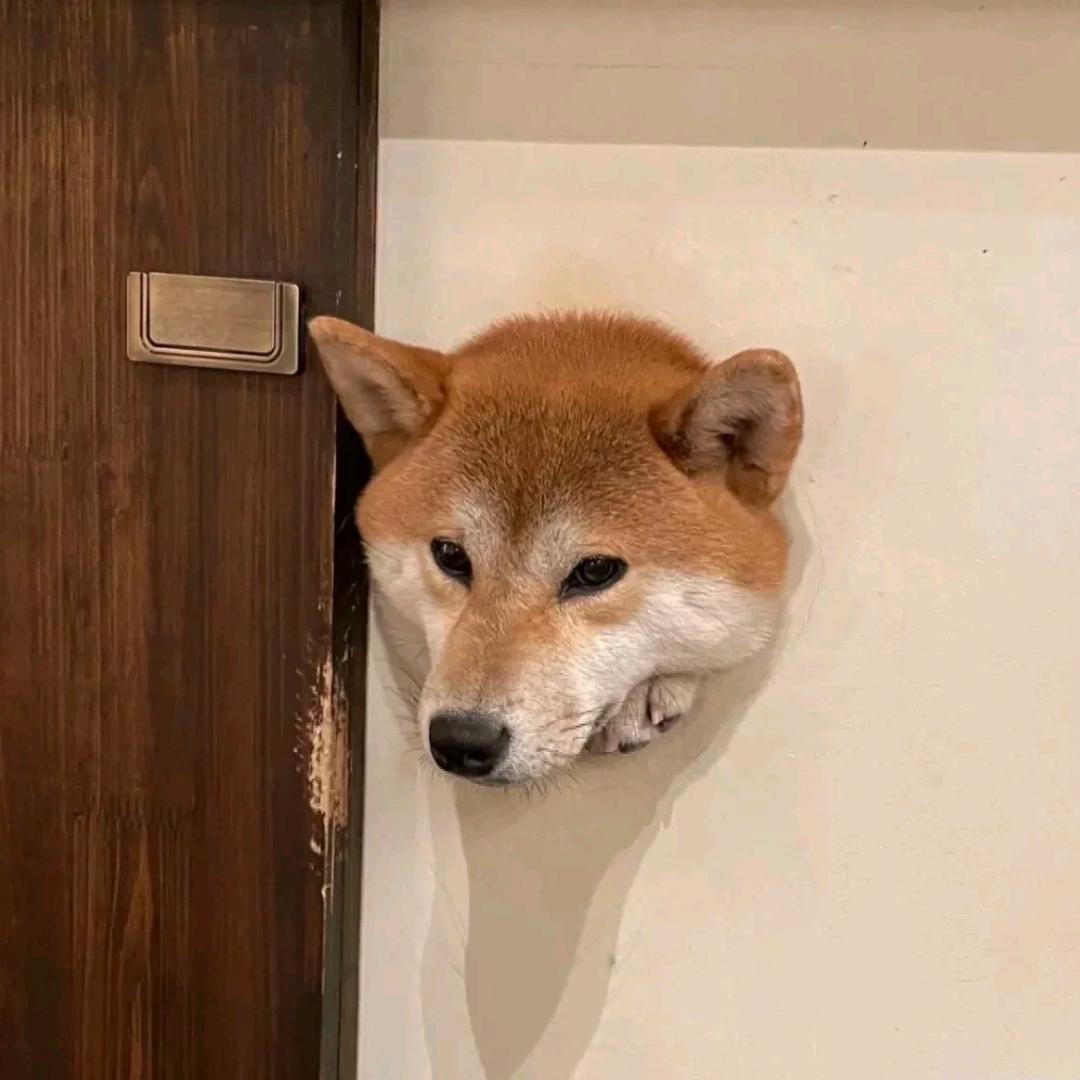 🌈小熊吃饱了嘛