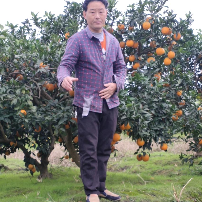 宋老杉