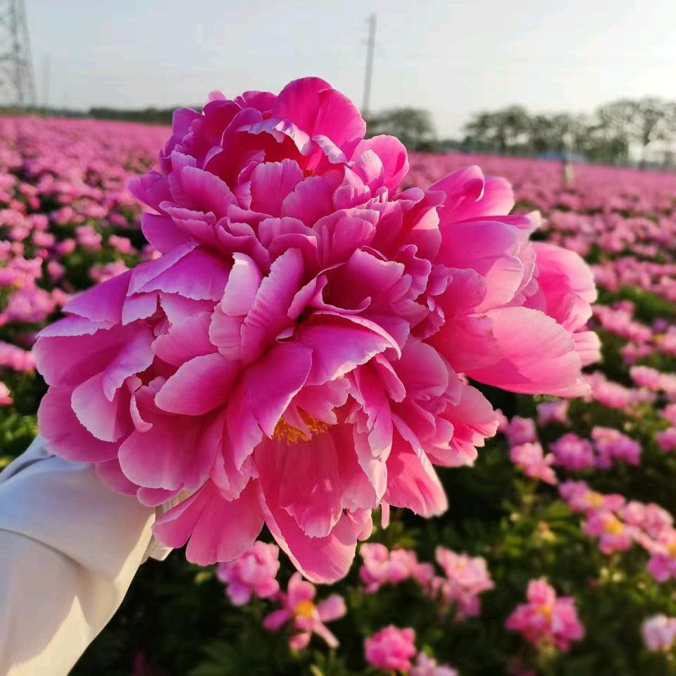 药都小仙姑
