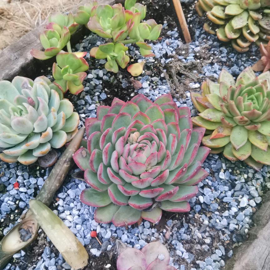 青泥~