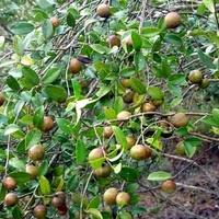 鑫鑫现榨茶油店