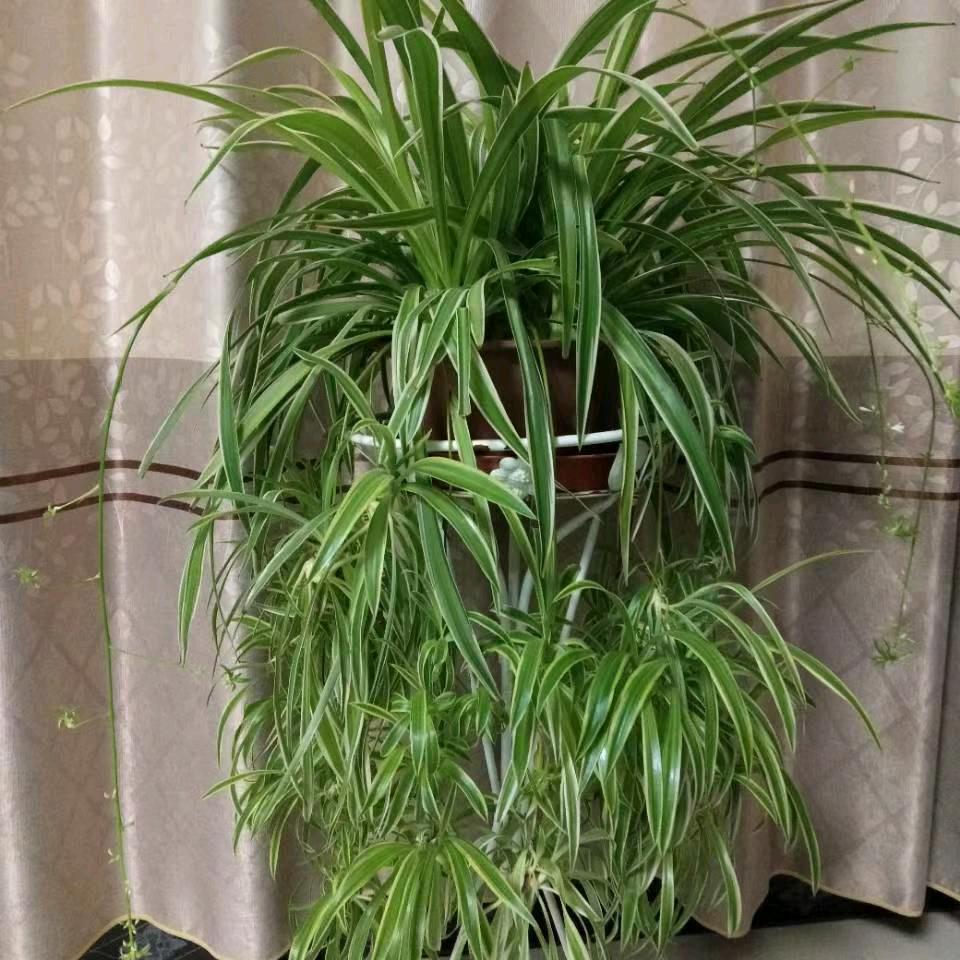 平安