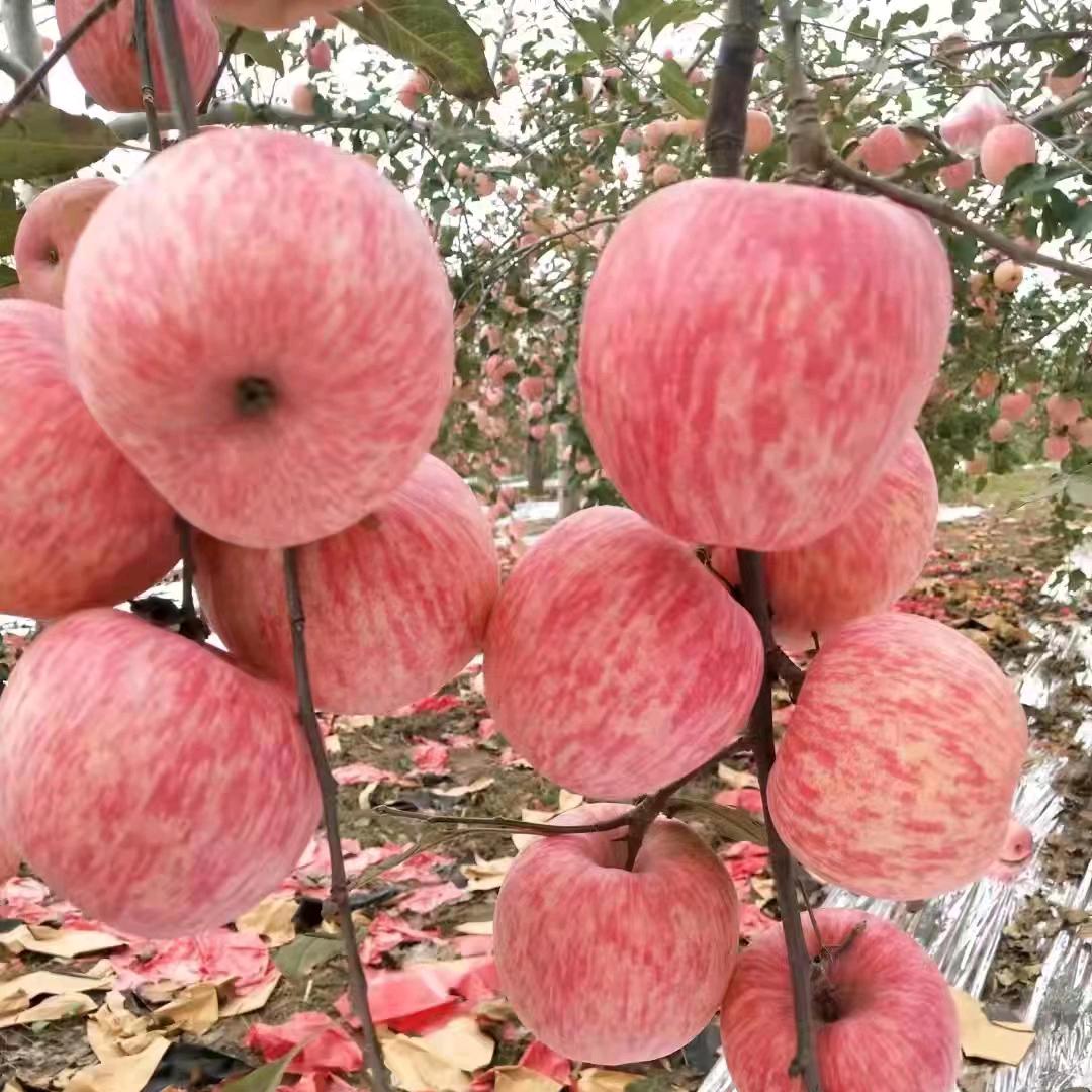 苹果产地