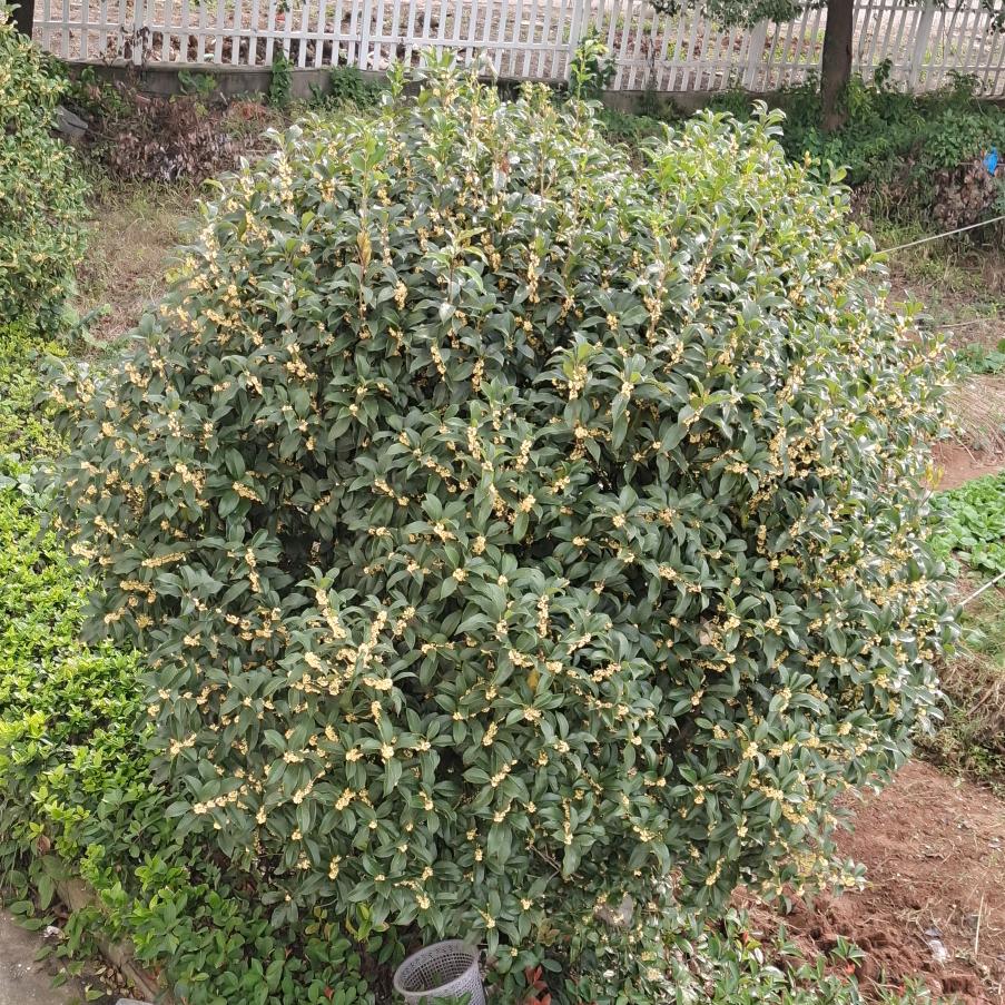 毛竹