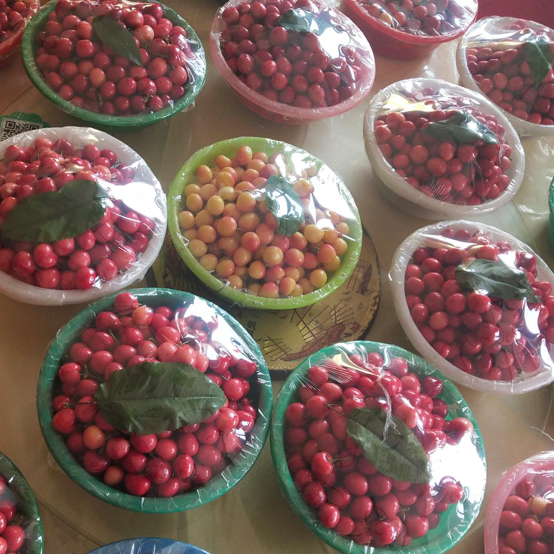 椿东樱桃张改利