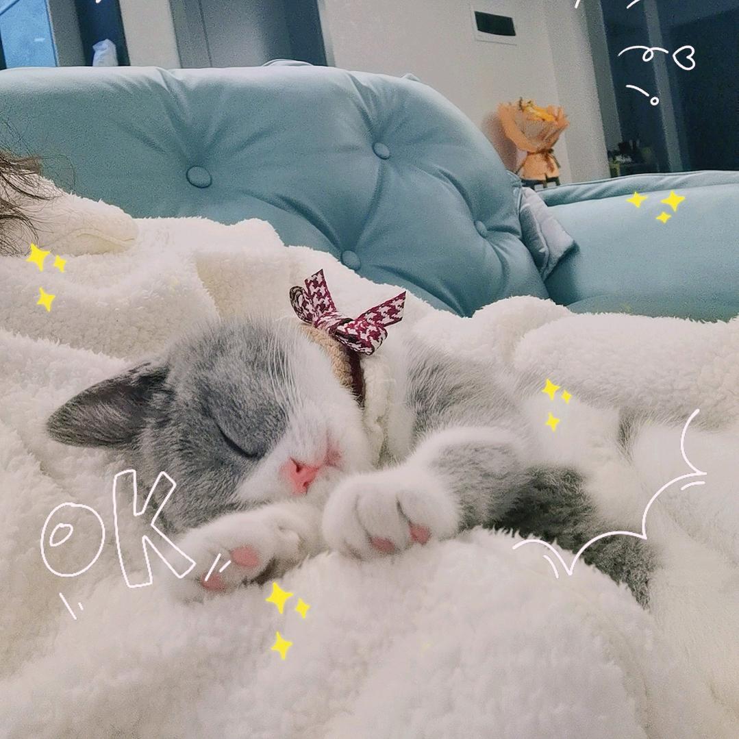 家有小八🍭