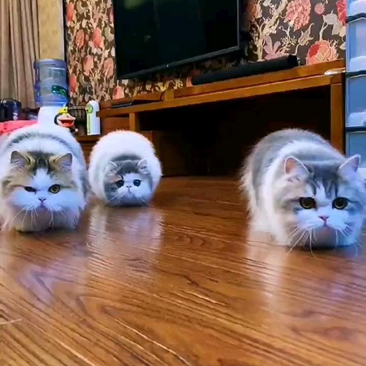 💞Z℘࿐ᩚL℘࿐ᩚ