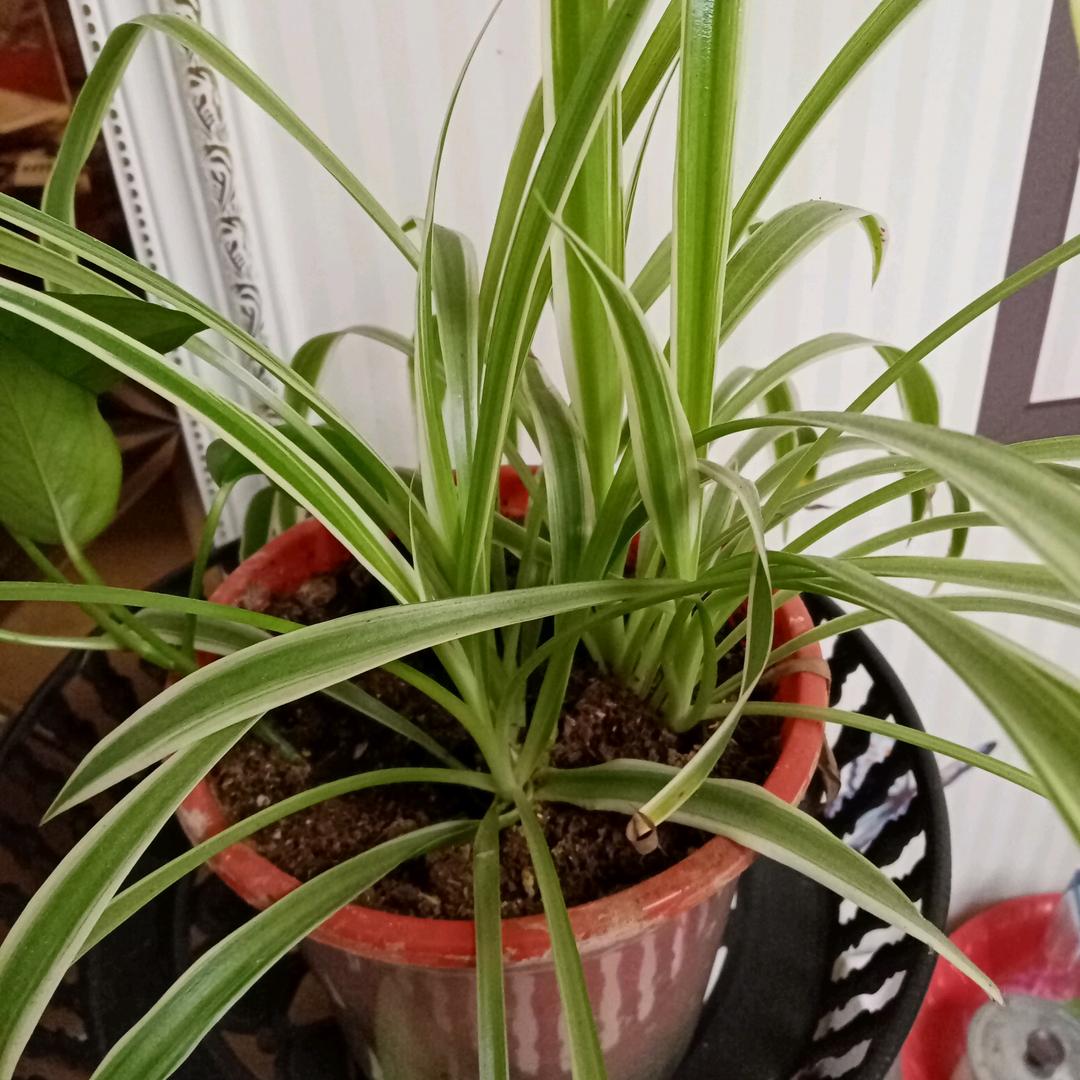 老马的精工