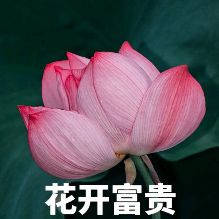 李显珍