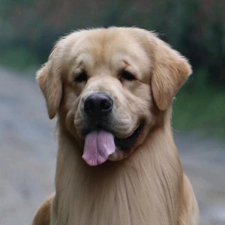 贝勒（养🐶私）(金龙犬舍)