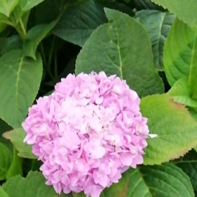 芹姐