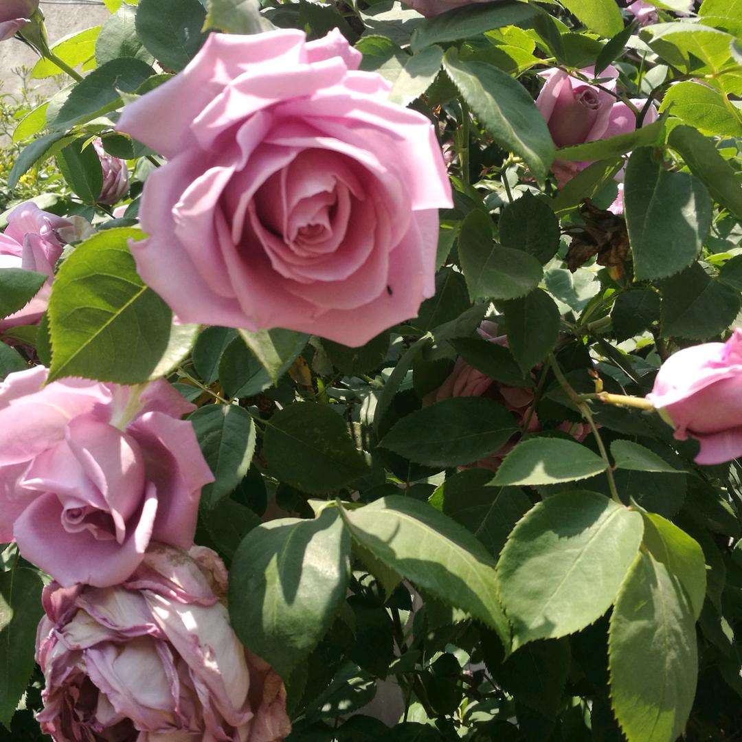 狗蛋奶奶柚柚外婆