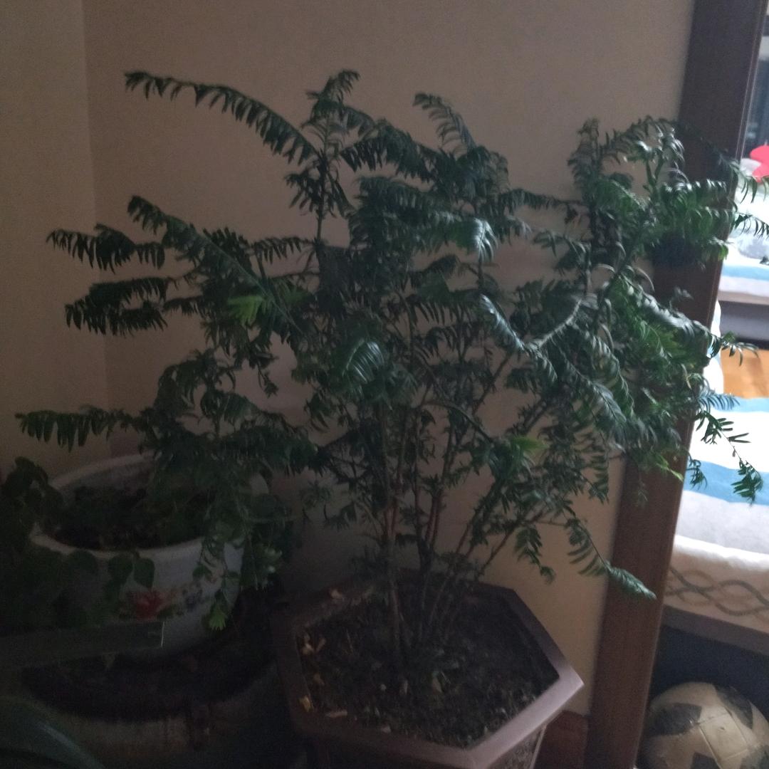 秋凉