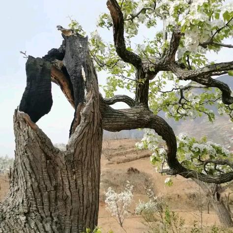 麻窝山（铁马鞭）小克