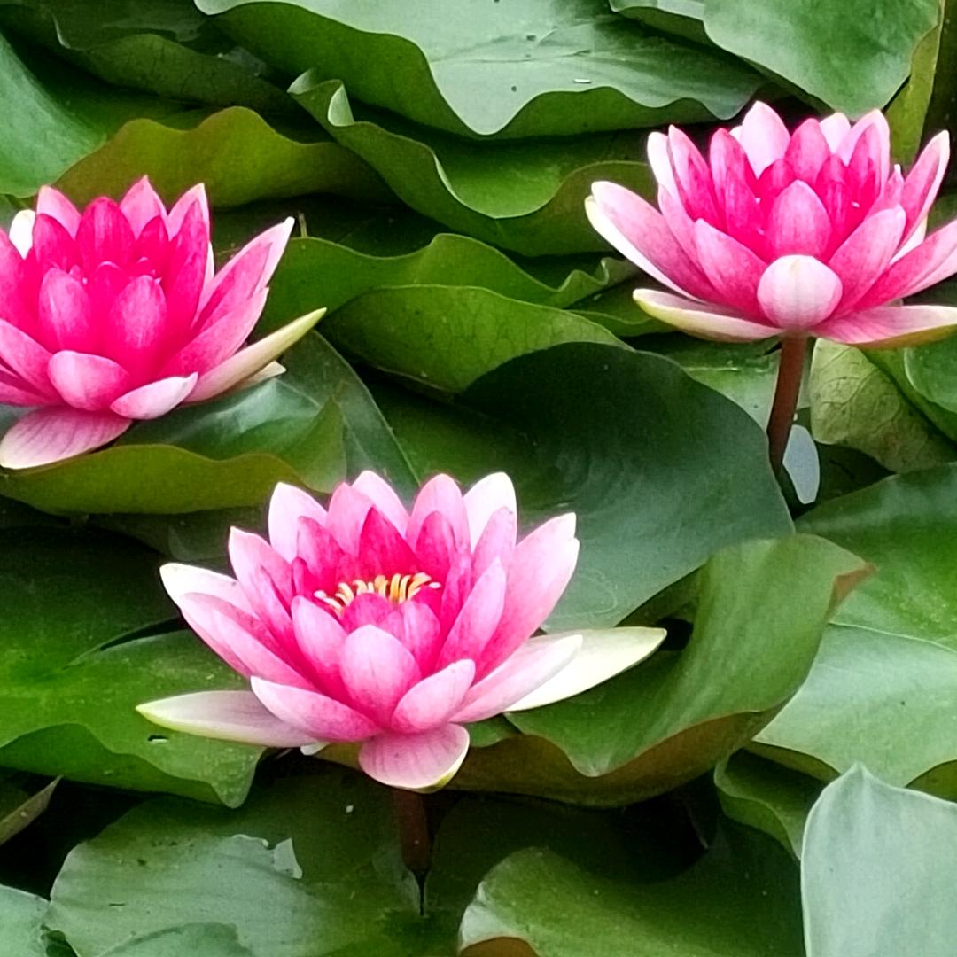 一路芬芳