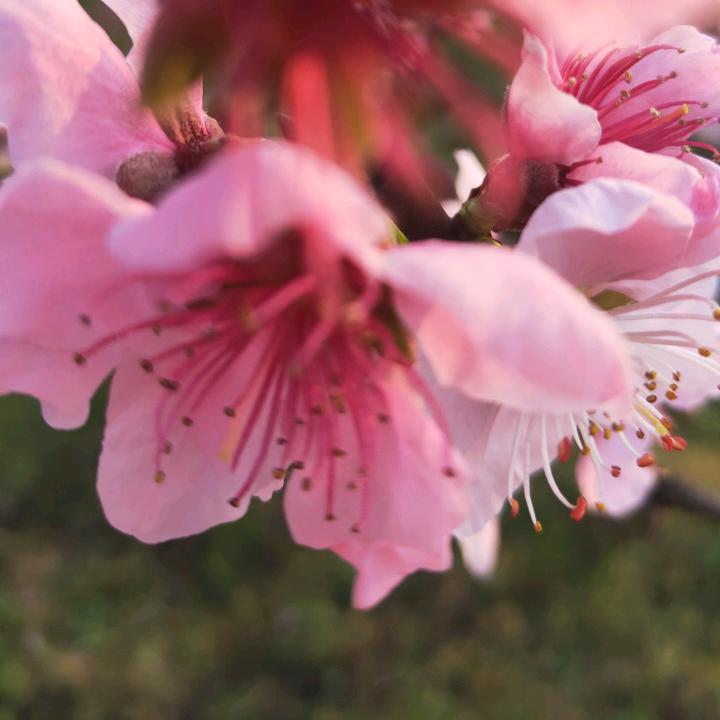 叶子