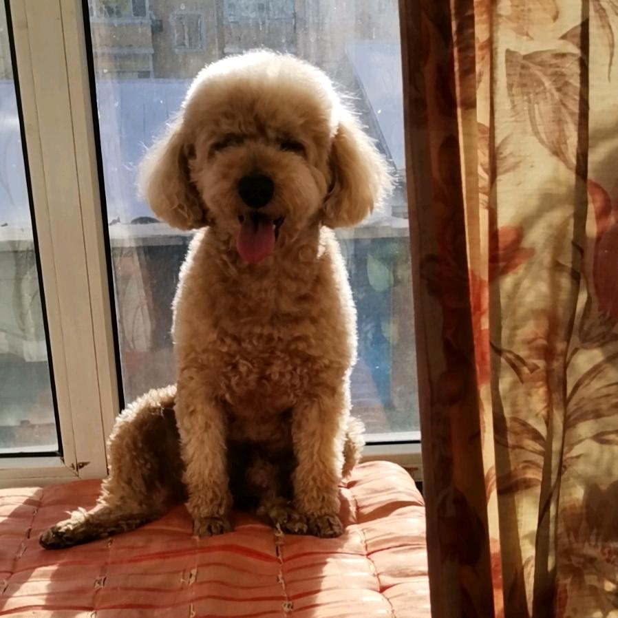 小呢
