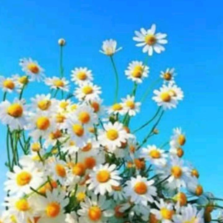 岁月静好🌹