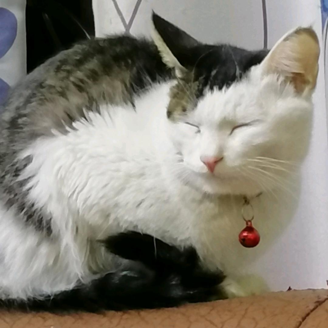 阳春水墨间工作室（水墨*插画*动漫*原画