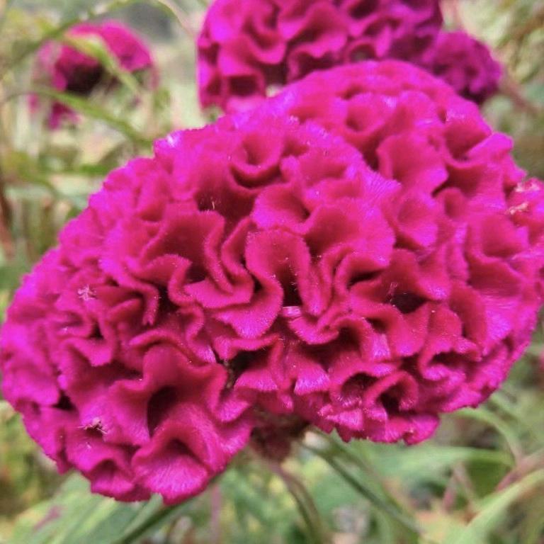 芳子
