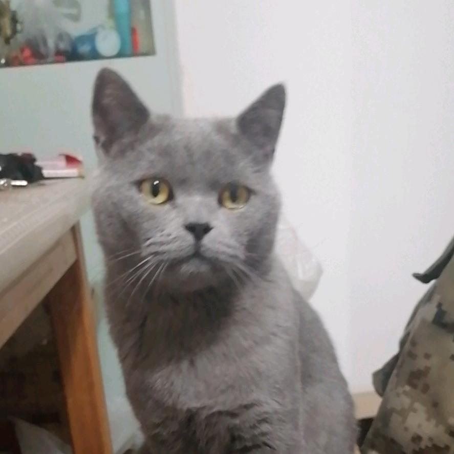 狼1999