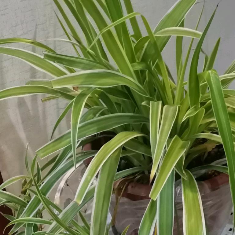 炽热的心