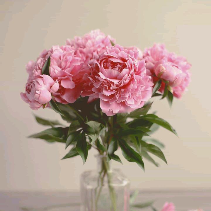 百花园艺zu