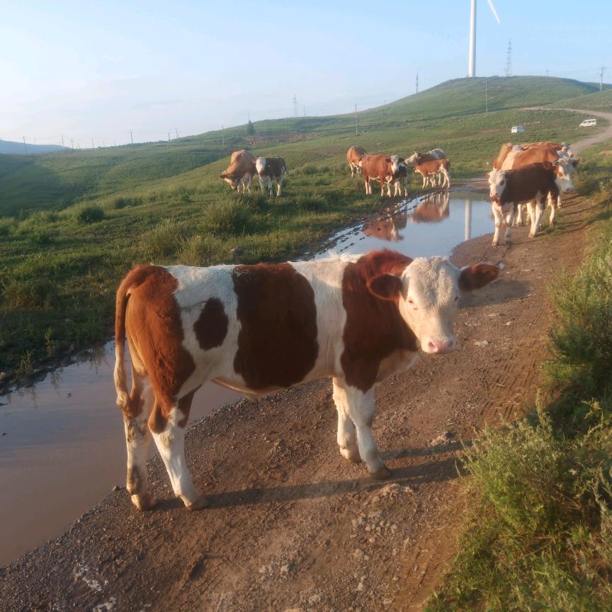 山西双翘牧草服务公司