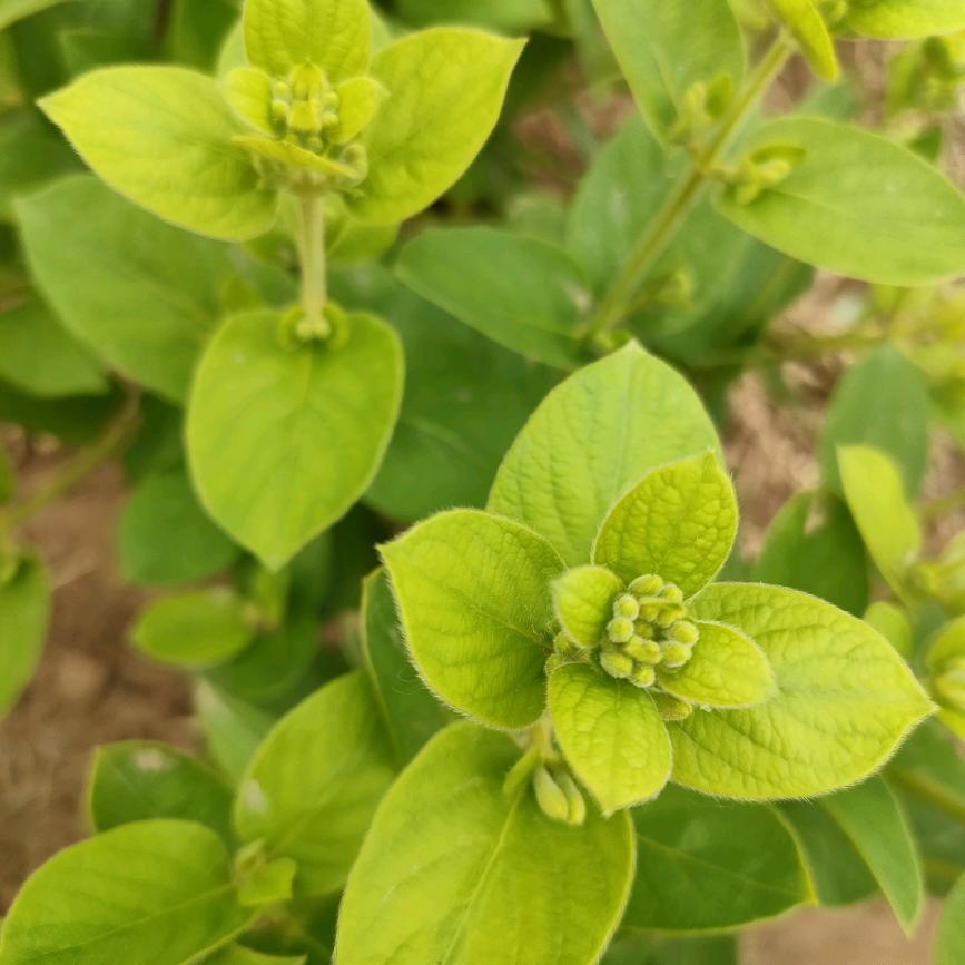 金银花