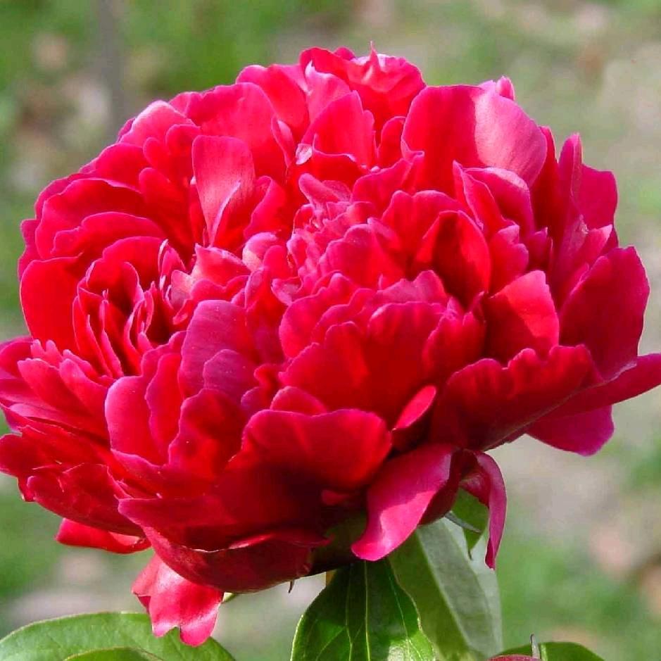 马小花