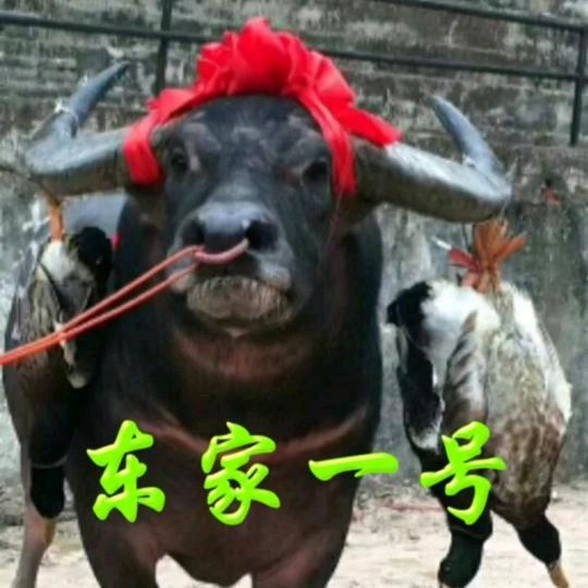 太忠