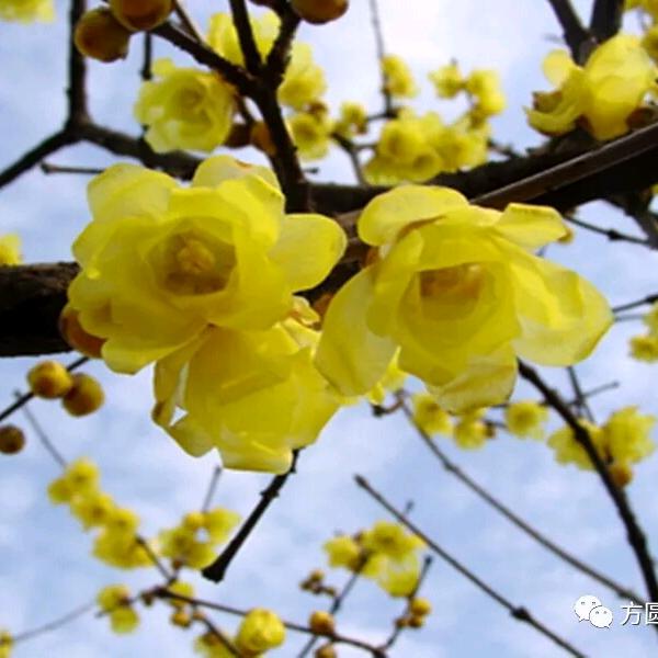☆清雅俊逸☆