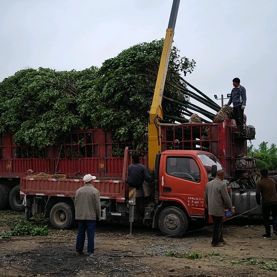 东台新街金蝉养殖